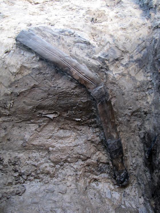 Baton de jet Gaulois original