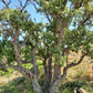 Bumerán de madera y corcho