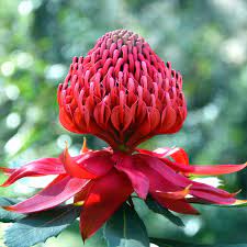fleur Waratah symbole de Nouvelle-Galles du Sud